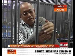 Kucing baka bermutu jadi pilihan peminat haiwan