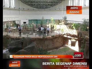 Pasangan panda mula menyesuaikan diri