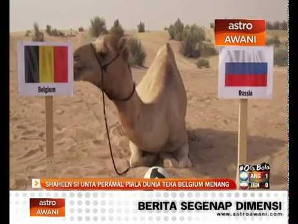 'Shaheen Si Unta' peramal Piala Dunia 2014