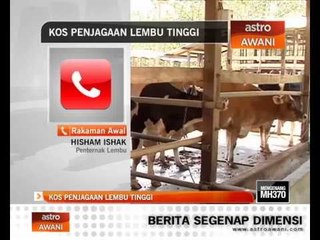 Kos penjagaan lembu tinggi