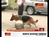 Pulau Pinang mula operasi tangkap anjing liar