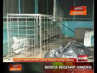 Pulau Pinang giatkan usaha tangkap anjing terbiar