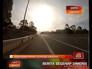 Penunggang basikal dilanggar kangaroo