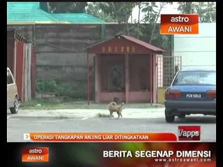 Скачать видео: Operasi tangkapan anjing liar ditingkatkan