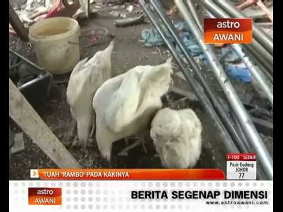 Ayam Empat kaki : Tuah 'Rambo' pada kakinya