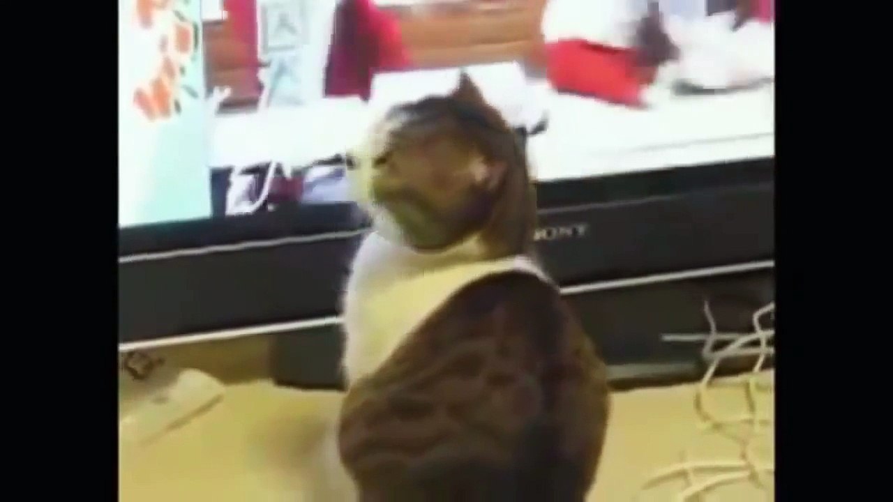 Os videos mais engraçados de gatos