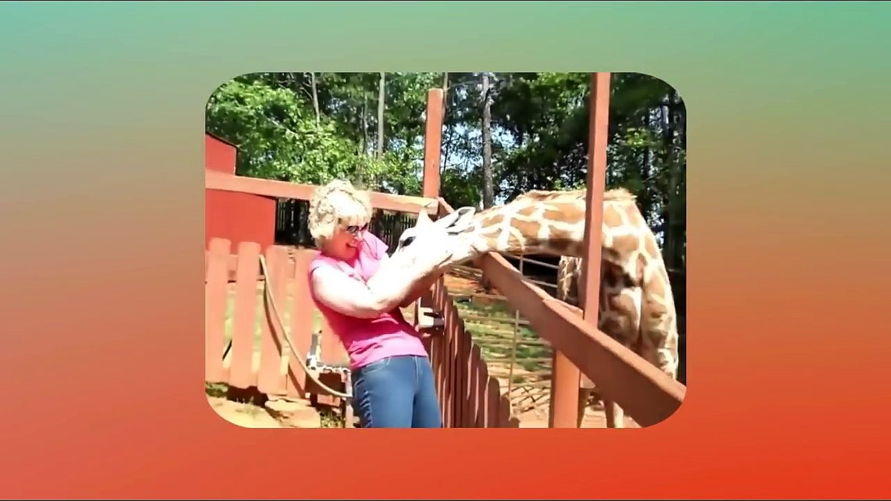 VÍDEO CASSETADAS COM ANIMAIS, FUNNY VÍDEOS