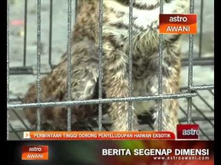 Permintaan tinggi dorong penyeludupan haiwan eksotik
