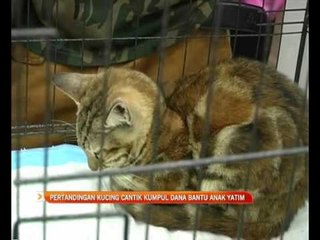 Pertandingan kucing cantik kumpul dana bantu anak yatim