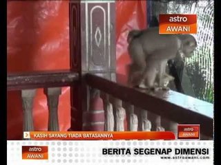 Kasih sayang tiada batasannya
