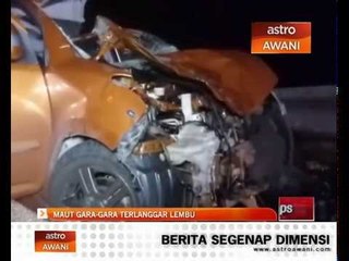 Maut gara-gara terlanggar lembu