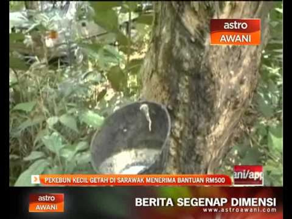 Pekebun kecil getah di Sarawak menerima bantuan...
