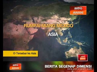 Kesan Rumpai Miang Mexico