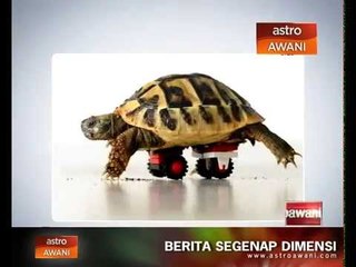 Kura-kura dengan 'kerusi roda'