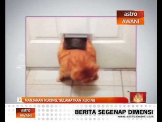 Manjakan kucing, selamatkan kucing