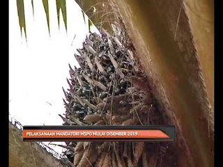 Pelaksanaan mandatori MSPO mulai Disember 2019