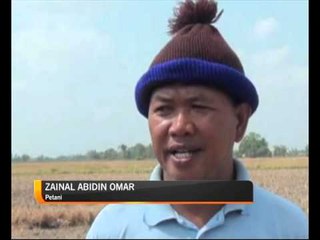 El Nino jejaskan tanaman padi