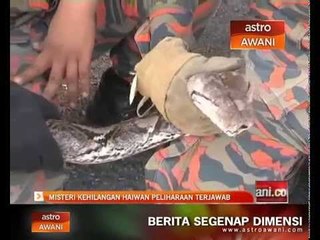 Download Video: Misteri kehilangan haiwan peliharaan terjawab