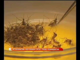 KP kesihatan - Kes denggi catat trend peningkatan