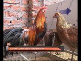 'Ayam mini' jadikan tarikan Tahun Baru Cina