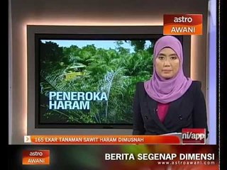 165 ekar tanaman sawit haram dimusnah