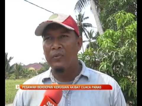 Pesawah berdepan kerugian akibat cuaca panas