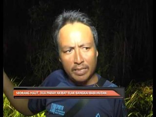 Seorang maut, dua parah akibat elak bangkai babi hutan
