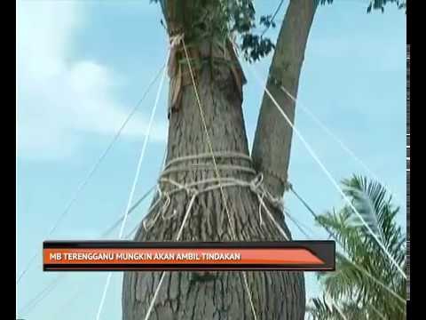 Pembelian Ceiba Chodatii: MB Terengganu mungkin akan ambil tindakan