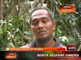 Penduduk Gua Musang diancam air tercemar