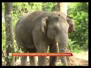 Penduduk rugi kumpulan gajah musnahkan tanaman