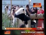 Anak panda dikuarantin, dalam keadaan sihat