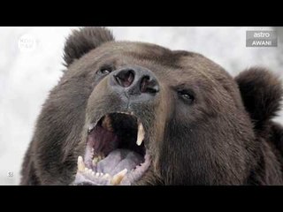 Kompak (Episod 140): Beruang pun suka 'shopping'