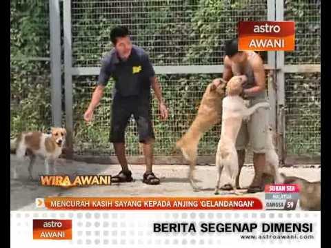 Wira AWANI: Mencurah kasih sayang kepada 'anjing gelandangan’