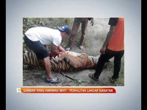 Gambar viral harimau mati - Perhilitan lancar siasatan