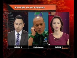 Bulu babi, apa hak pengguna