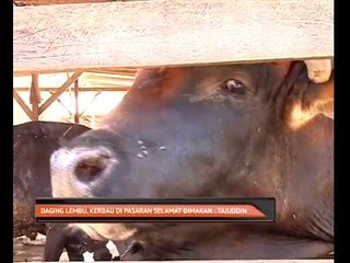 Daging lembu,kerbau di pasaran selamat dimakan