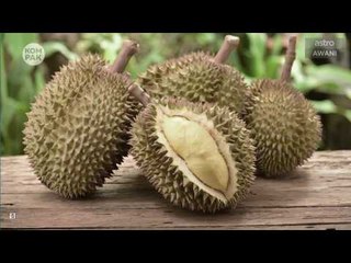 Kompak (Episod 120): Hebatnya khasiat durian