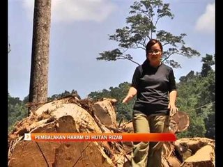 [Eksklusif] Pembalakan haram di hutan rizab