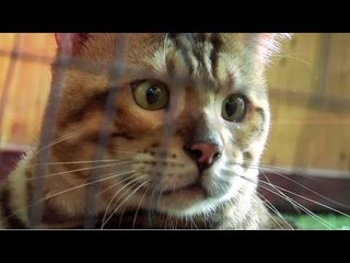 Paws Planet (Episod 13): Bengal, si tegap dan tangkas