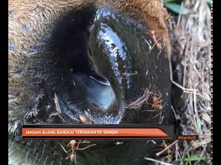 Jangan buang bangkai ternakan ke sungai