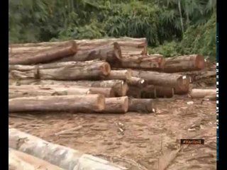 Syarikat balak wajib miliki Sijil Pengurusan Hutan