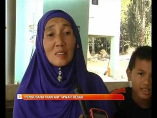 Pengusaha ikan air tawar resah gara-gara El-nino