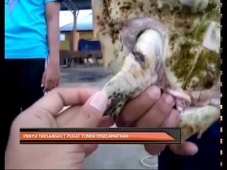Penyu tersangkut pukat tunda diselamatkan