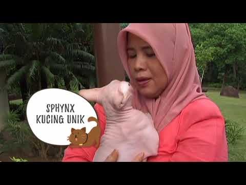 Paws Planet (Episod 11): Sphynx, bukan sekadar rupa