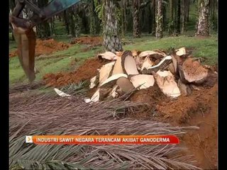 Industri sawit negara terancam akibat serangan Ganoderma