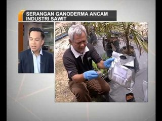 Serangan ganoderma ancam industri sawit