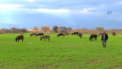 Eşek Sütüyle Şifa Buldu Çiftliğini Kurdu
