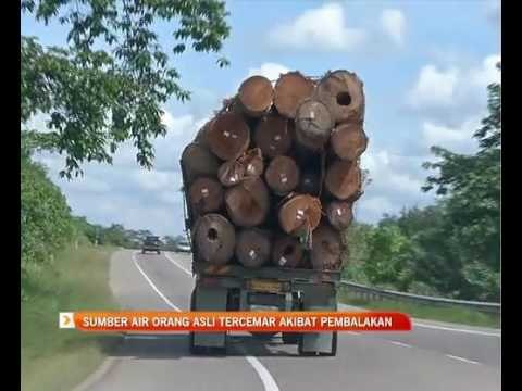 Sumber air Orang Asli tercemar akibat pembalakan