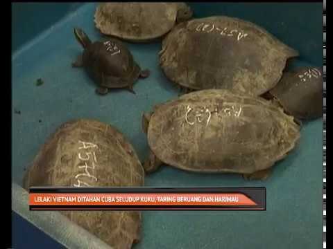 Lelaki Vietnam ditahan cuba seludup kuku, taring beruang dan harimau