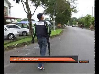 Lebih 3,000 gagak ditembak